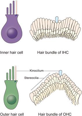 The Kinocilia of Cochlear Hair Cells: Structures, Functions, and Diseases